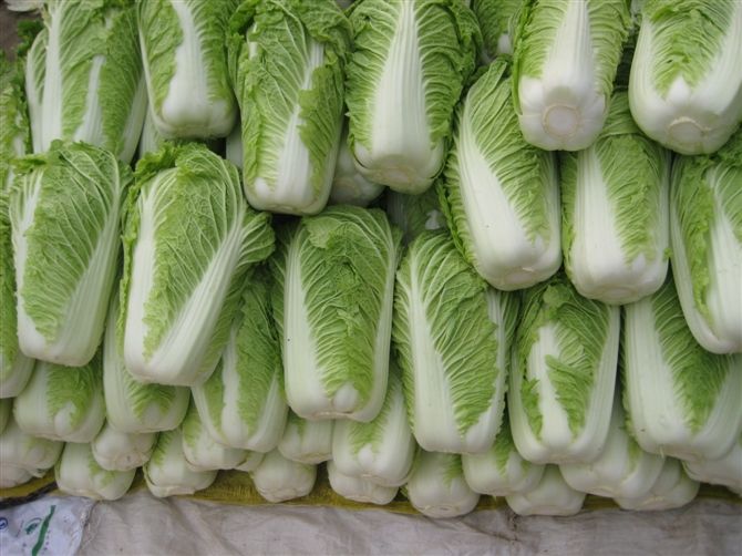 大白菜冷庫安裝好后儲藏需要做好哪些準(zhǔn)備工作？